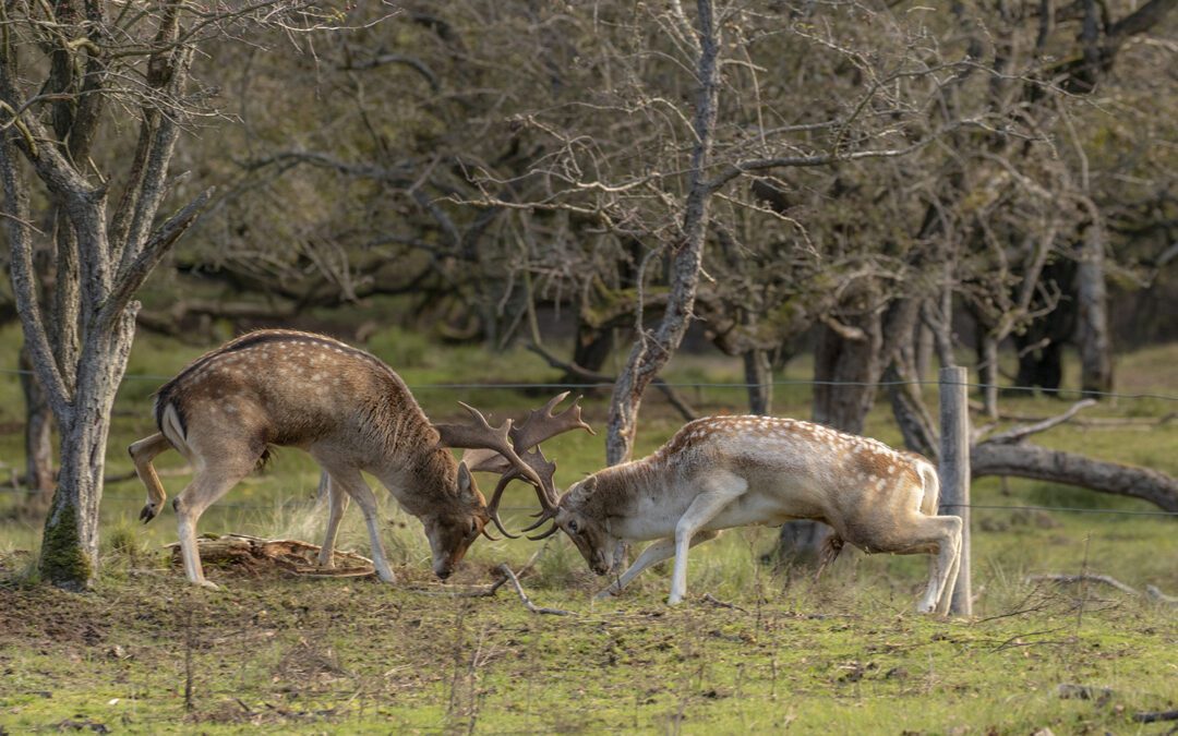 Amsterdamse Waterleidingduinen