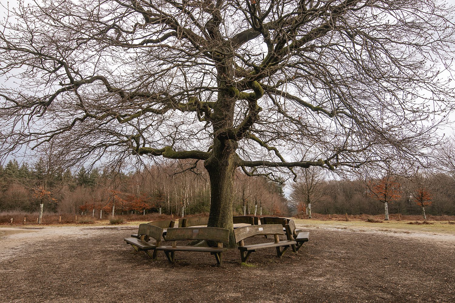 wandelen over de Amerongse Berg