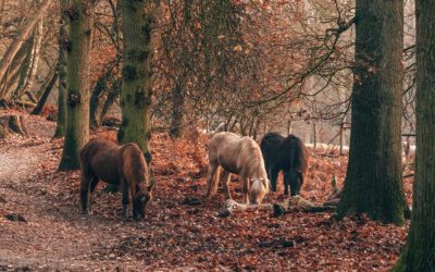 Wandelknooppunten Veluwezoom 