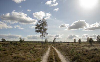 Wolfsslenkwandeling op de Sallandse Heuvelrug