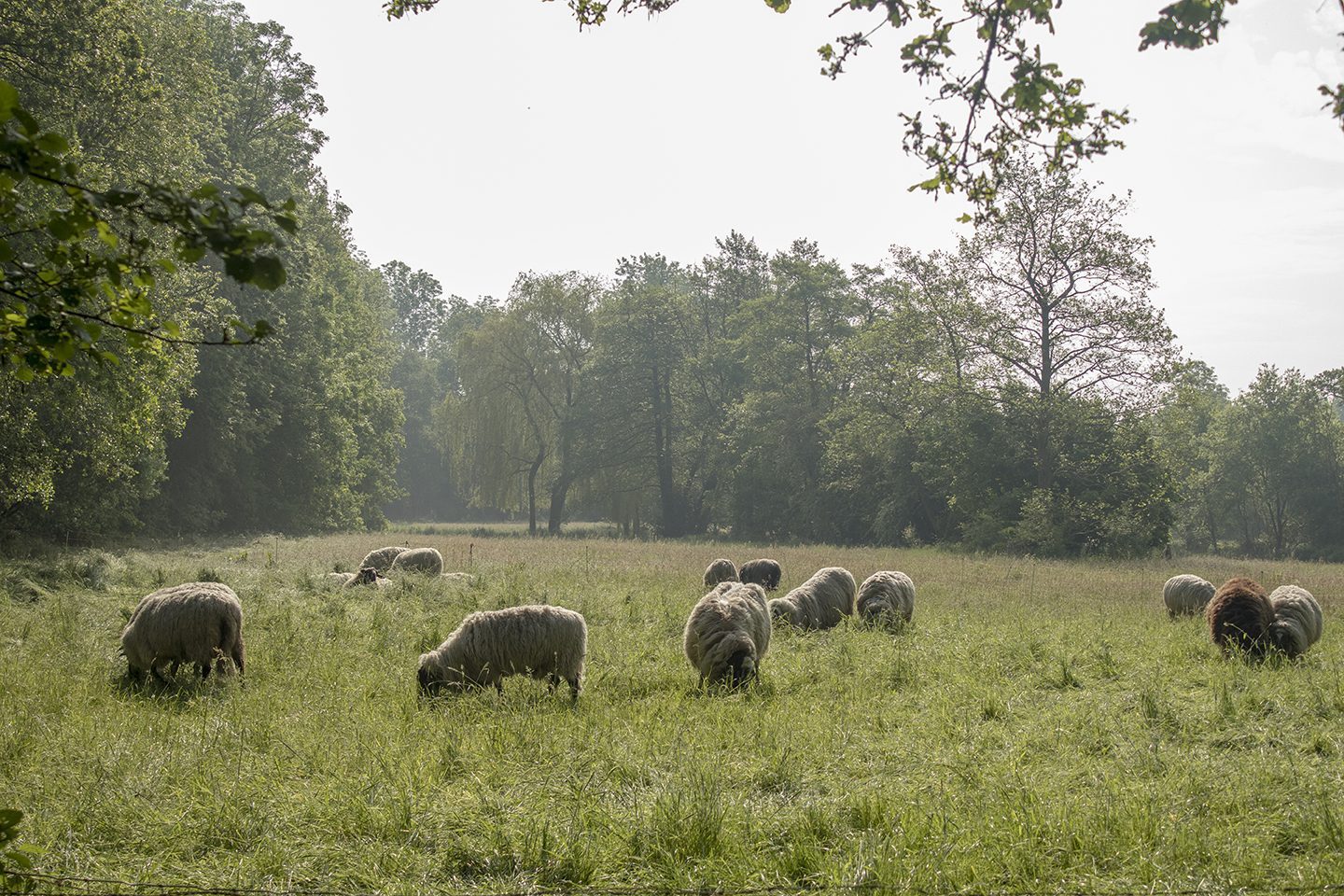 Wandelroute Orvelte