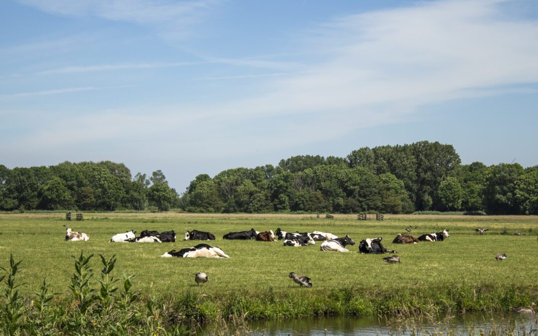 Polderpark Cronesteyn