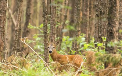 Vierhouterbos Veluwe; een wilde wandeling