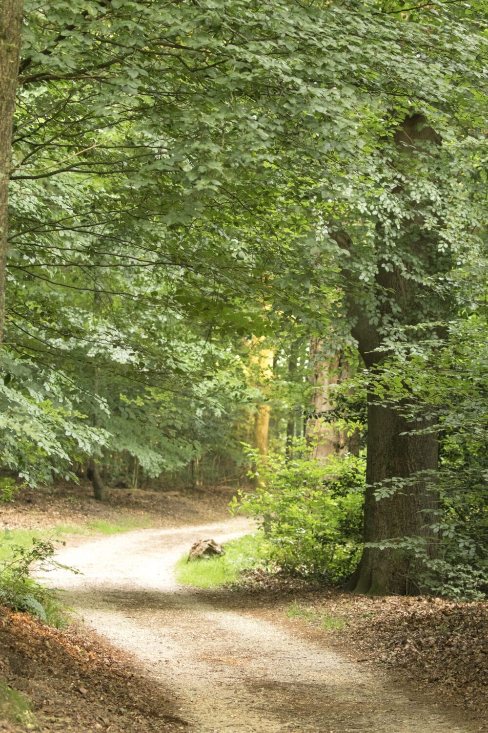 wandelroute Hoog Buurlo