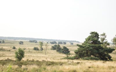 8 mooiste wandelroutes op de Veluwe