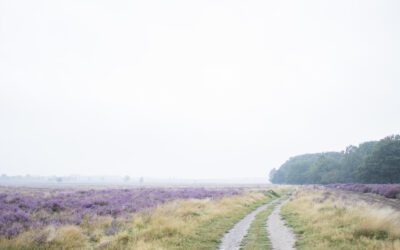 Een wandelroute over de paarse Ederheide