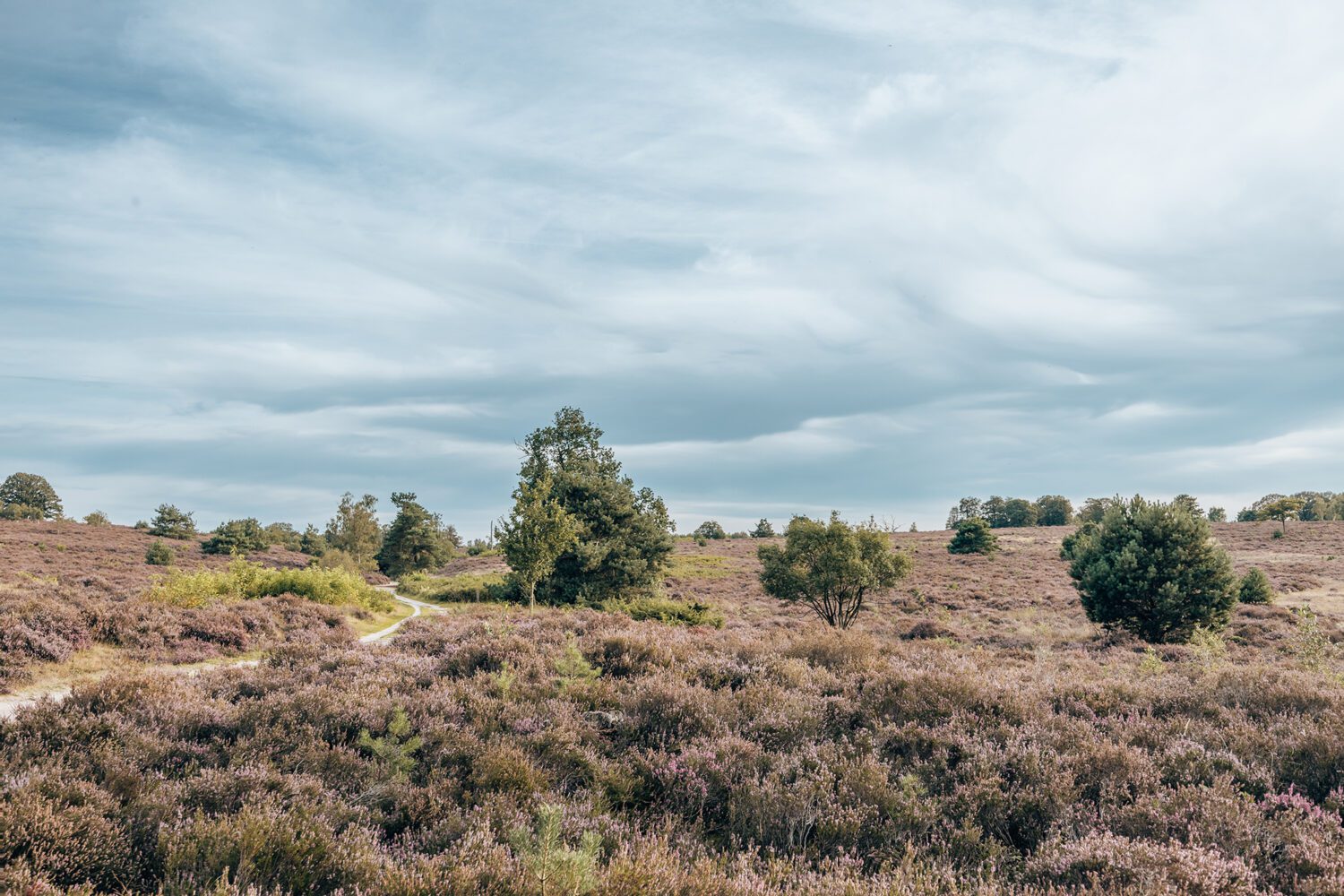 wandelen Sallandse Heuvelrug