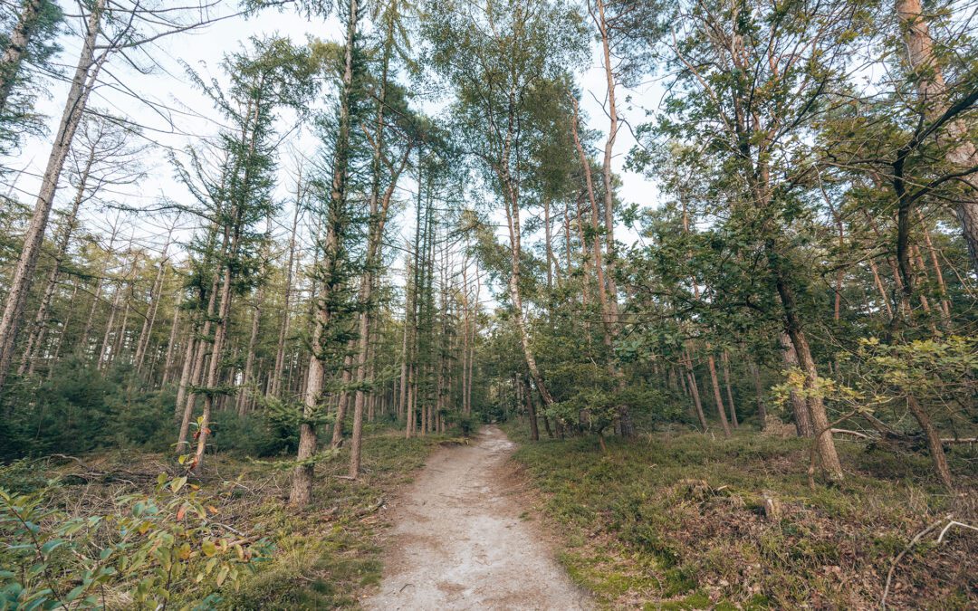 wandelen Sallandse Heuvelrug