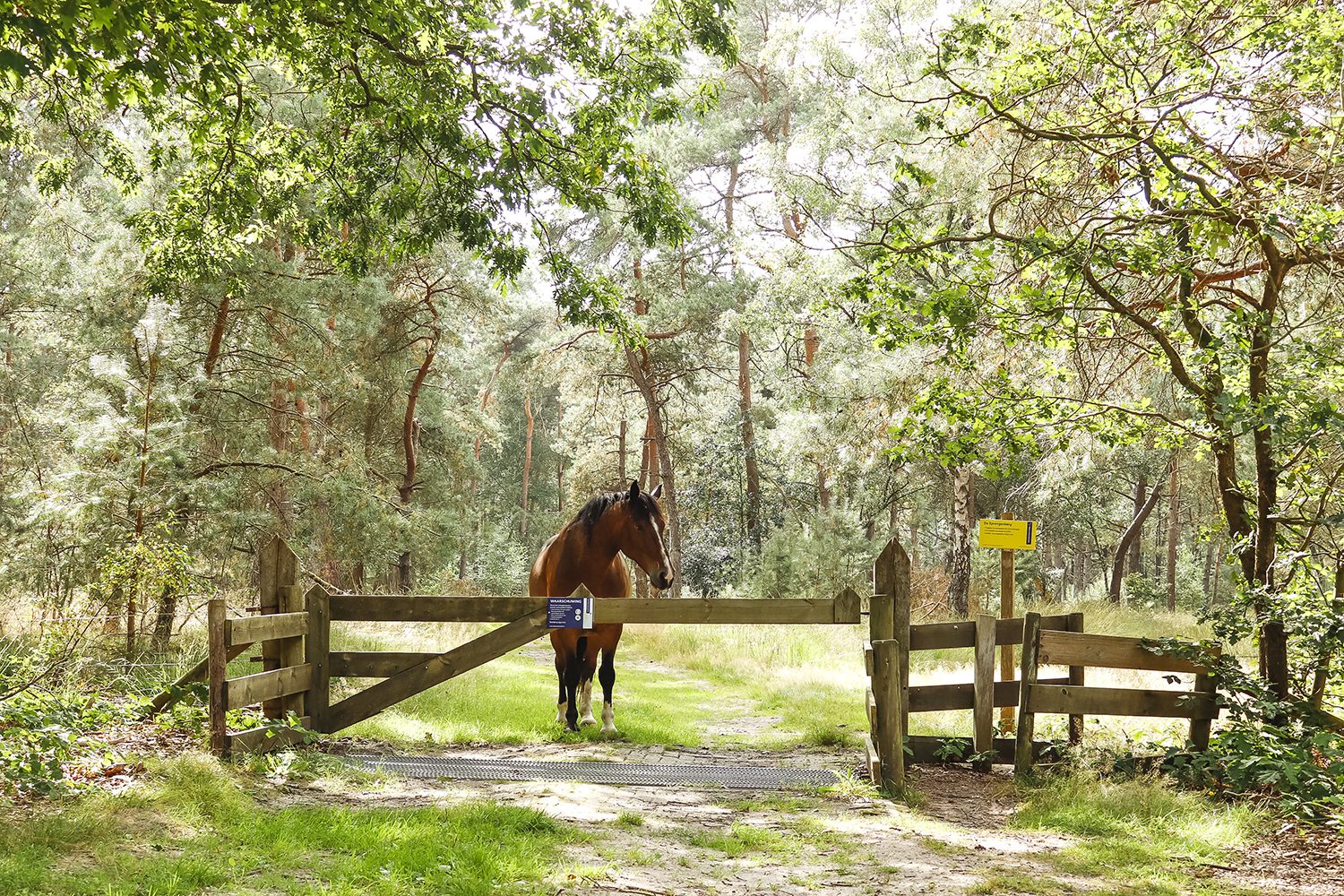 wandelen Sallandse Heuvelrug