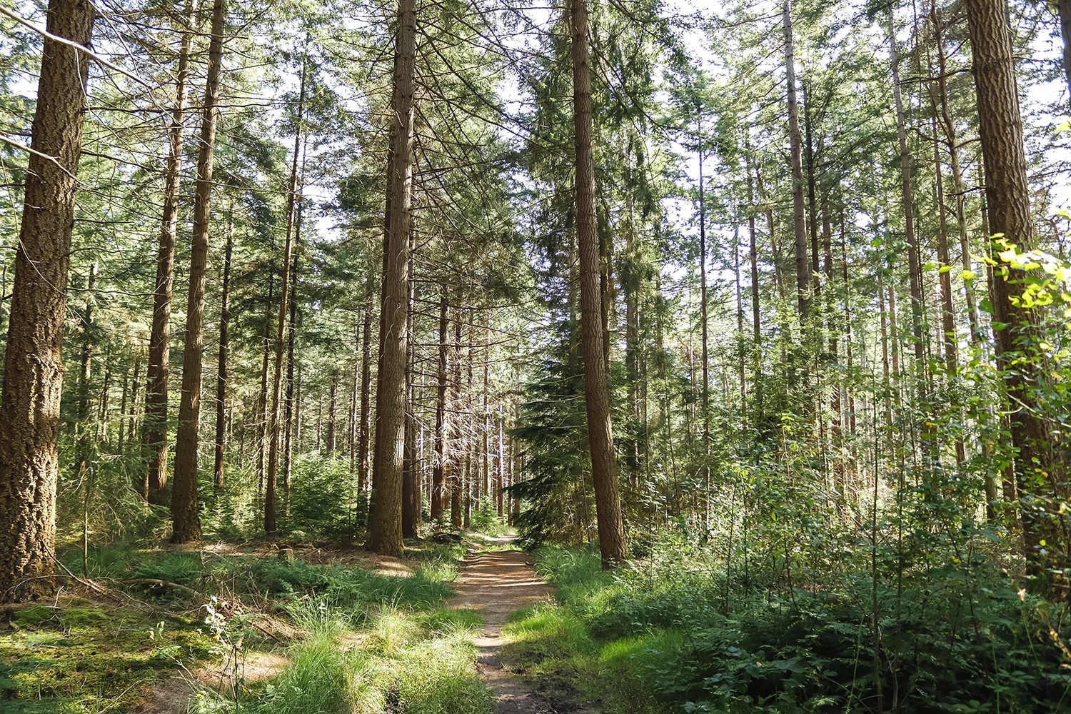 wandelen Sallandse Heuvelrug