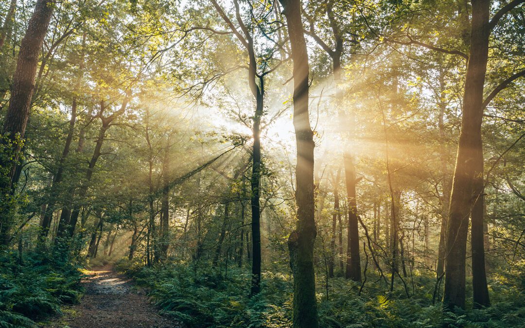 10x Wandelen op de Utrechtse Heuvelrug 