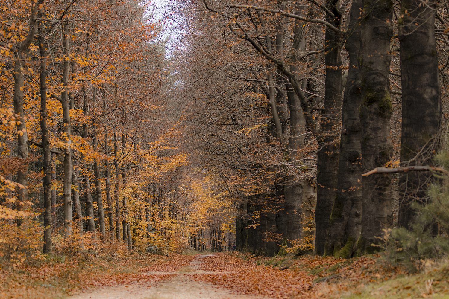 wandelen op de Utrechtse Heuvelrug