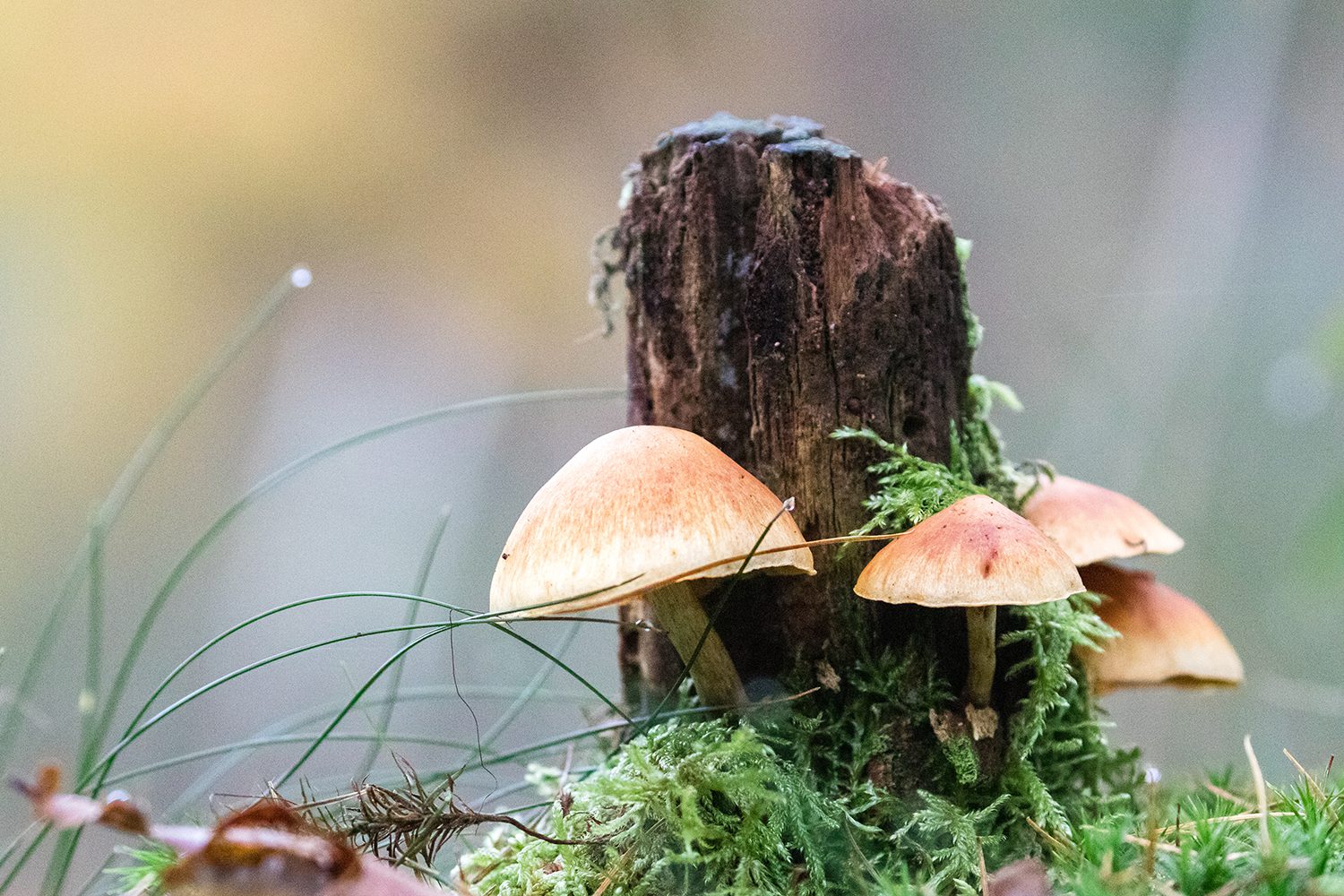 wandelen op de Utrechtse Heuvelrug