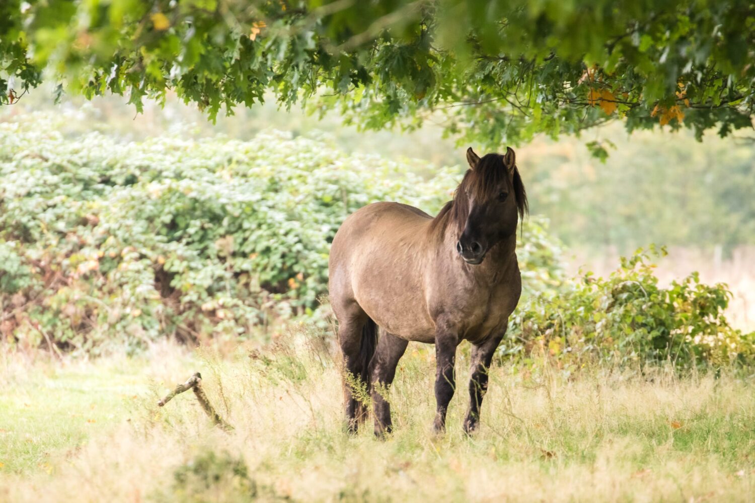 wandelen Kwintelooijen