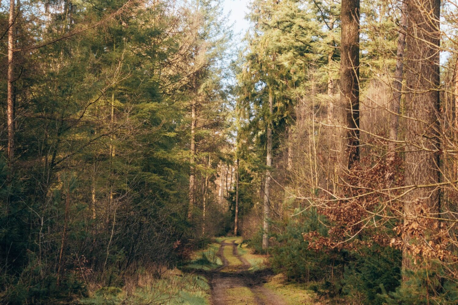 Boswachterij de Vuursche