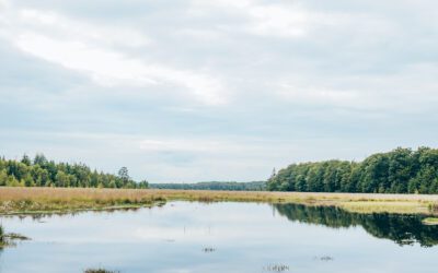 Wandelroute Veenpluisroute