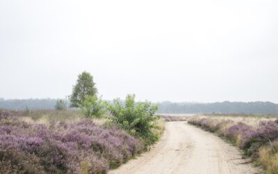 De mooiste heidewandelingen