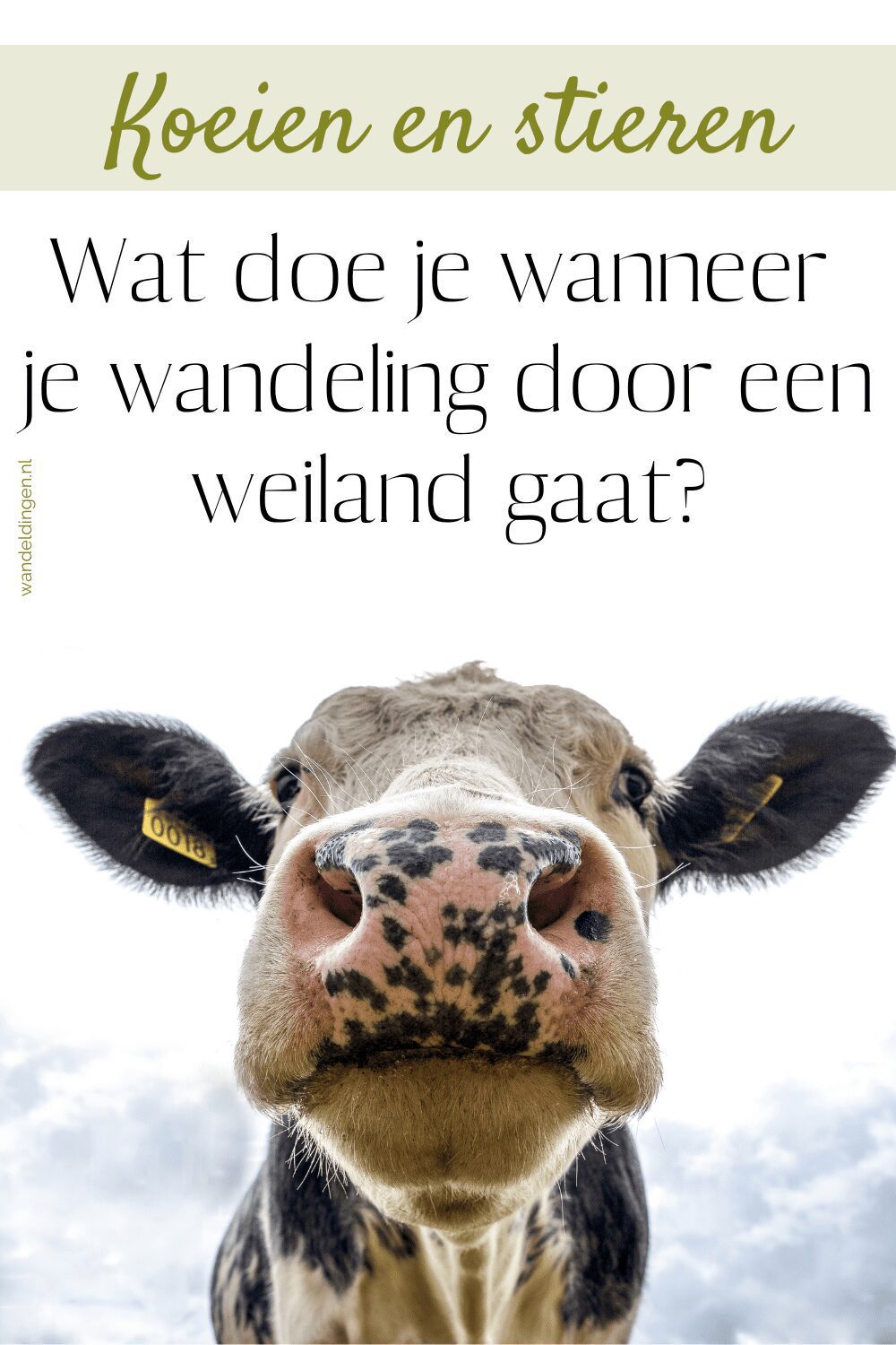 veilig langs koeien