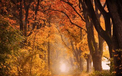 De mooiste herfstwandelingen in Nederland