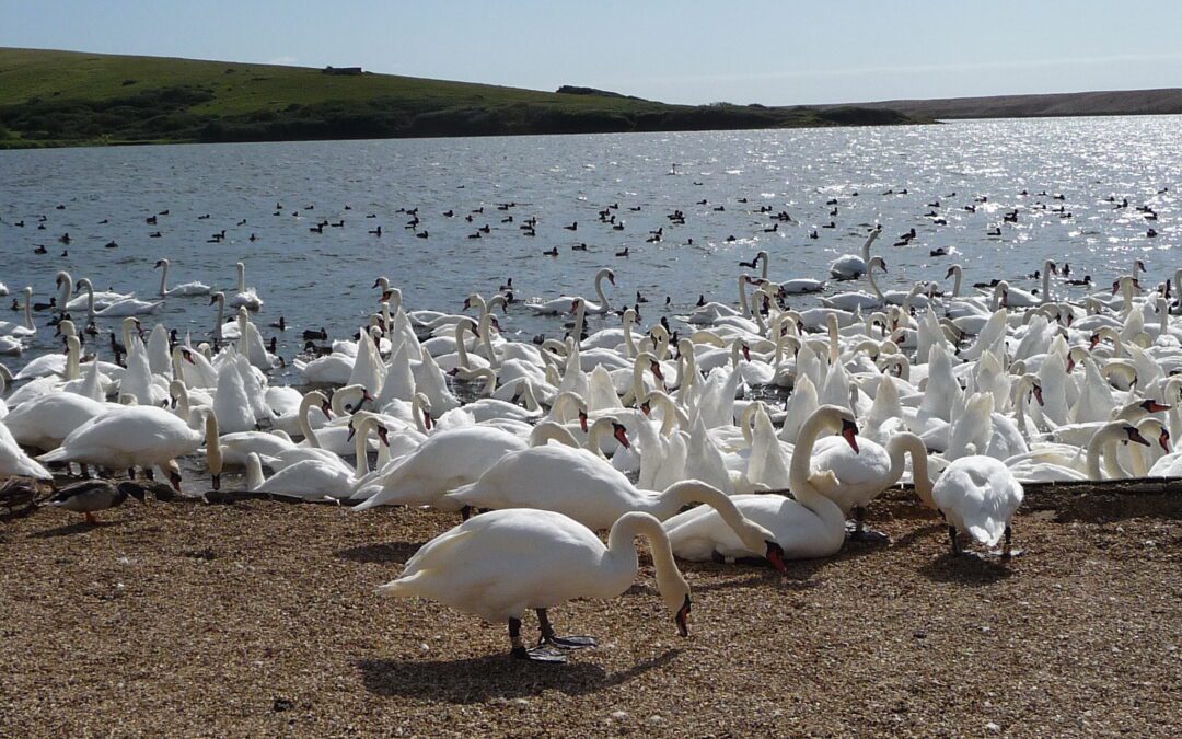 Abbotsbury Swannery