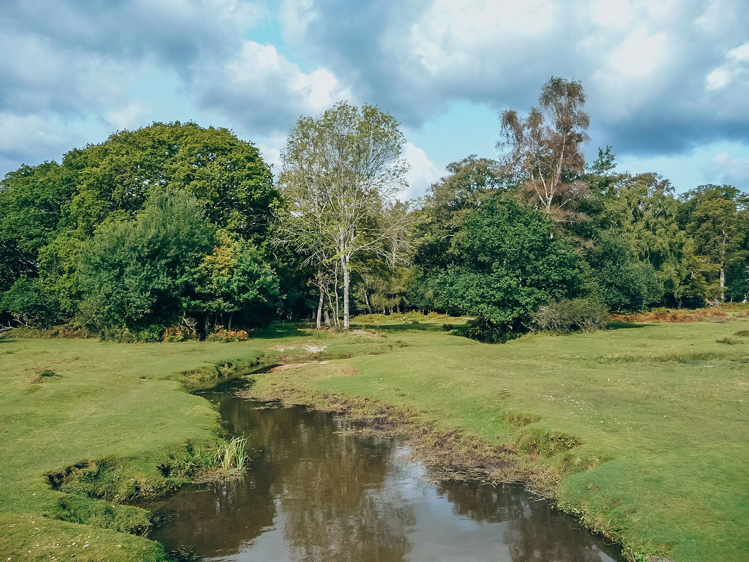 new forest national park