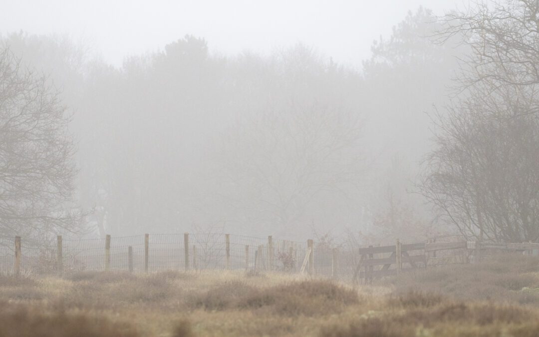 duingebied Solleveld