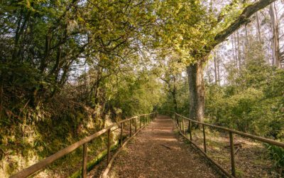 Wandelen op Madeira: PR Queimadas