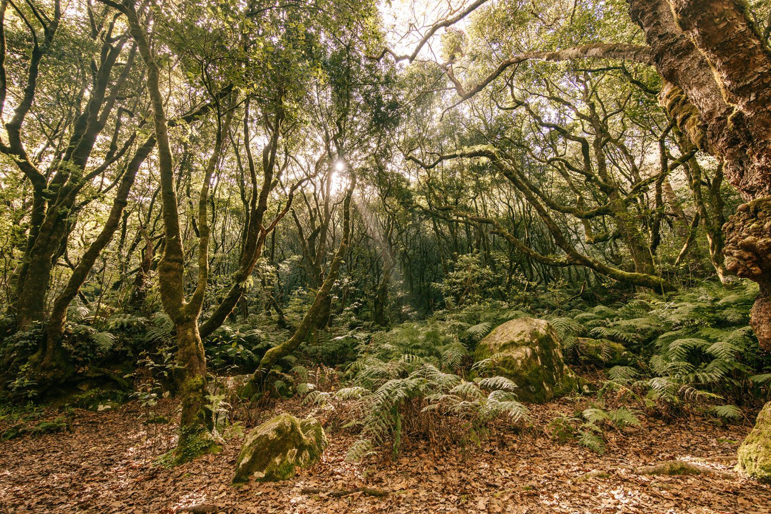 PR Queimadas Madeira