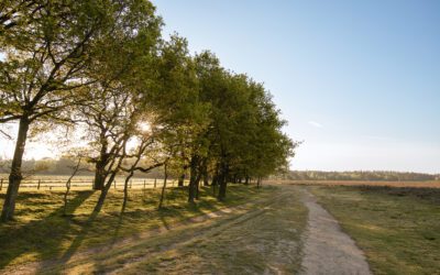 Schaapskooiroute Ginkelse Heide bij Ede