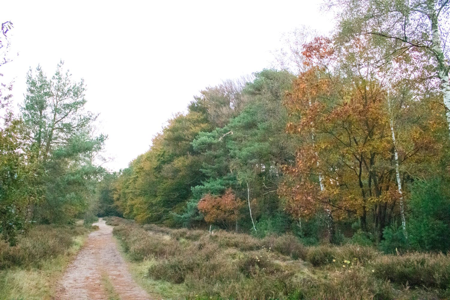 wandelroute Kaapse Bossen