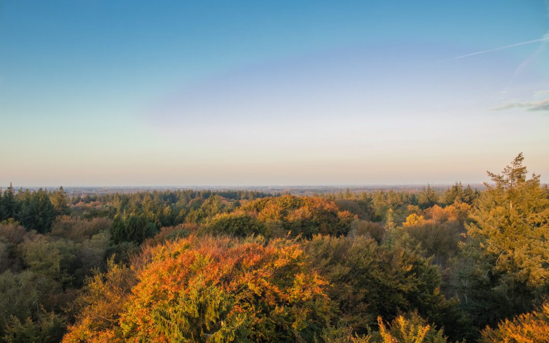 Komootroute door de Kaapse Bossen