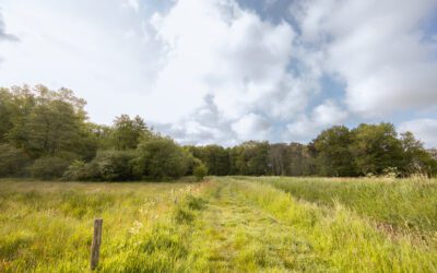 Wandelen door De Mortelen (Het Groene Woud)