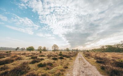 Wandelroute over het Leersumse Veld