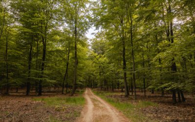 Wandelroute Aardschoten over het Kroondomein