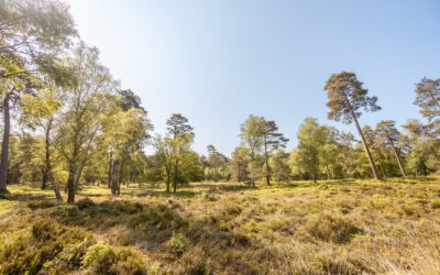 Paleispark Het Loo: Blauwe wandelroute door het Wilhelminadal