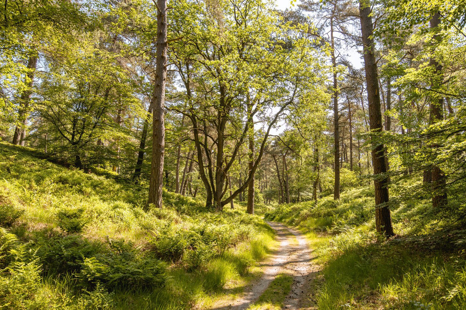 wandelroute wilhelminadal