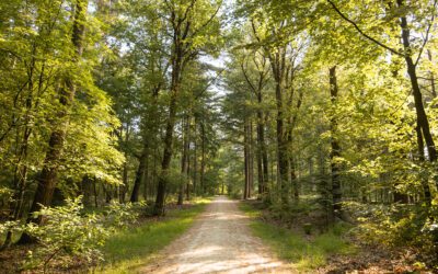 Wandelen door De Sysselt