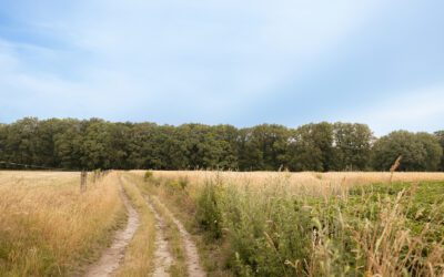 Een wandelroute over de Lochemse Berg