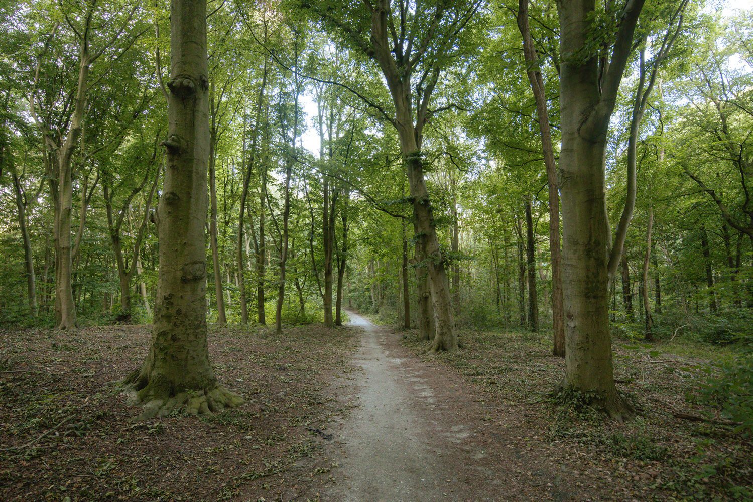 Boswachterspad Haagse Bos Wandeldingen Nl