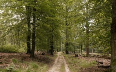 IVN wandelroute Dassenberg bij Hoog Soeren