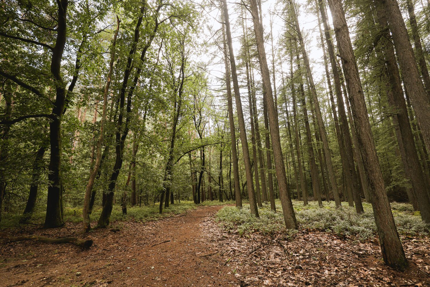 boswachterspad het leesten