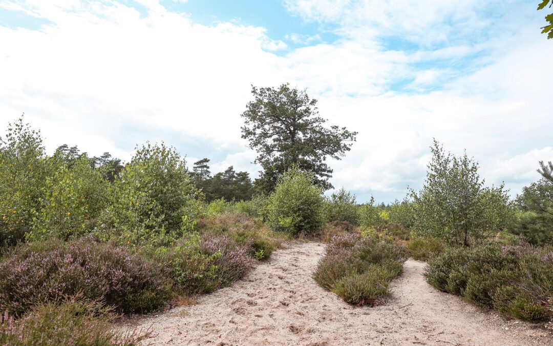 boswachterspad het leesten