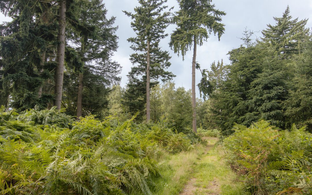 boswachterspad Ruurlo