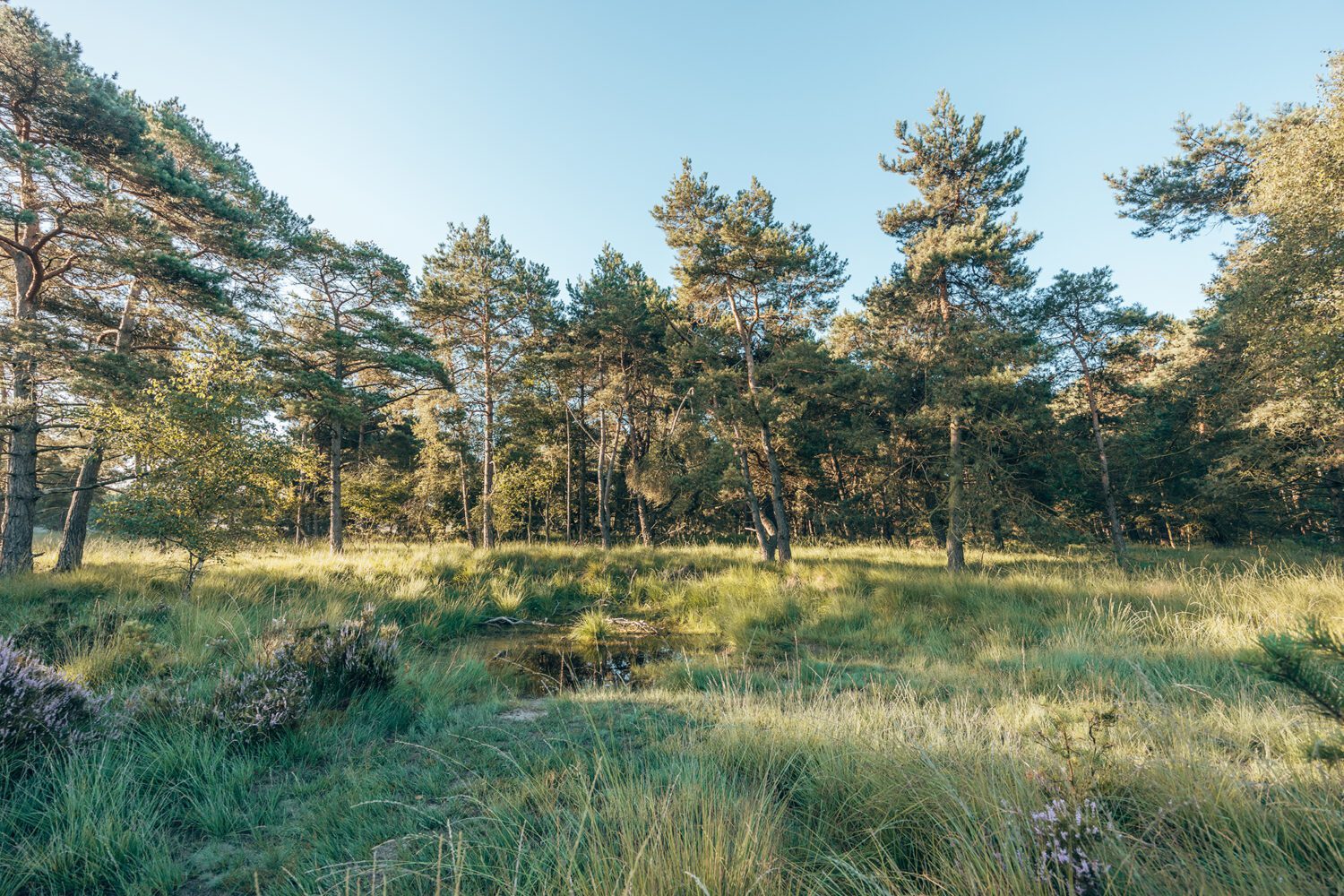 wandelroute schaap