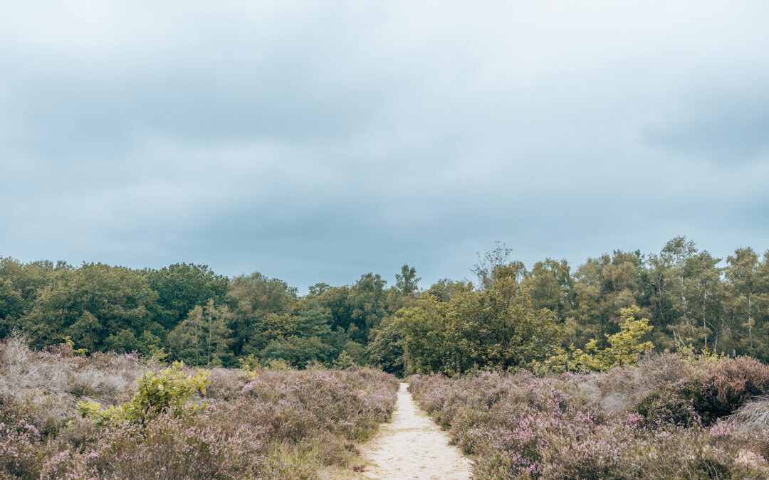 wandelen ermelose heide