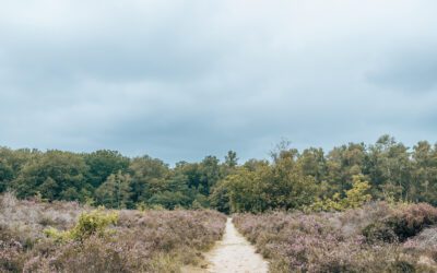 Wandelen over de Ermelose Heide