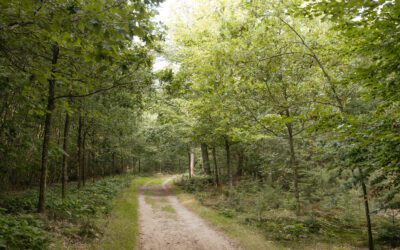 Wandelen door het Lunterse Buurtbos