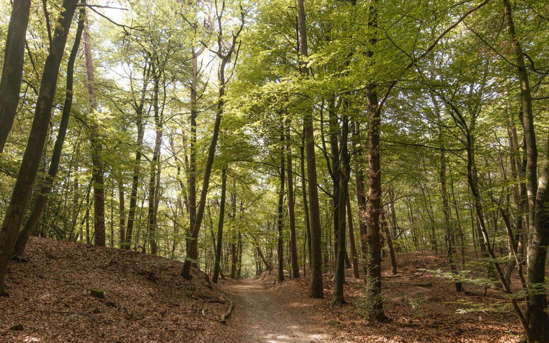 wandelroute leuvenumse bossen