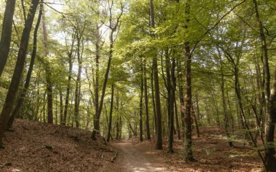 Zandmolenroute Leuvenumse Bos van Natuurmonumenten