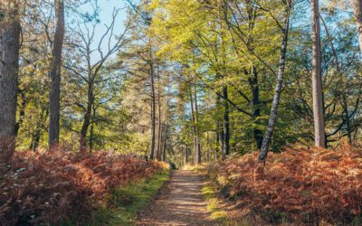 Paleispark Het Loo: witte route vanaf Bosloo